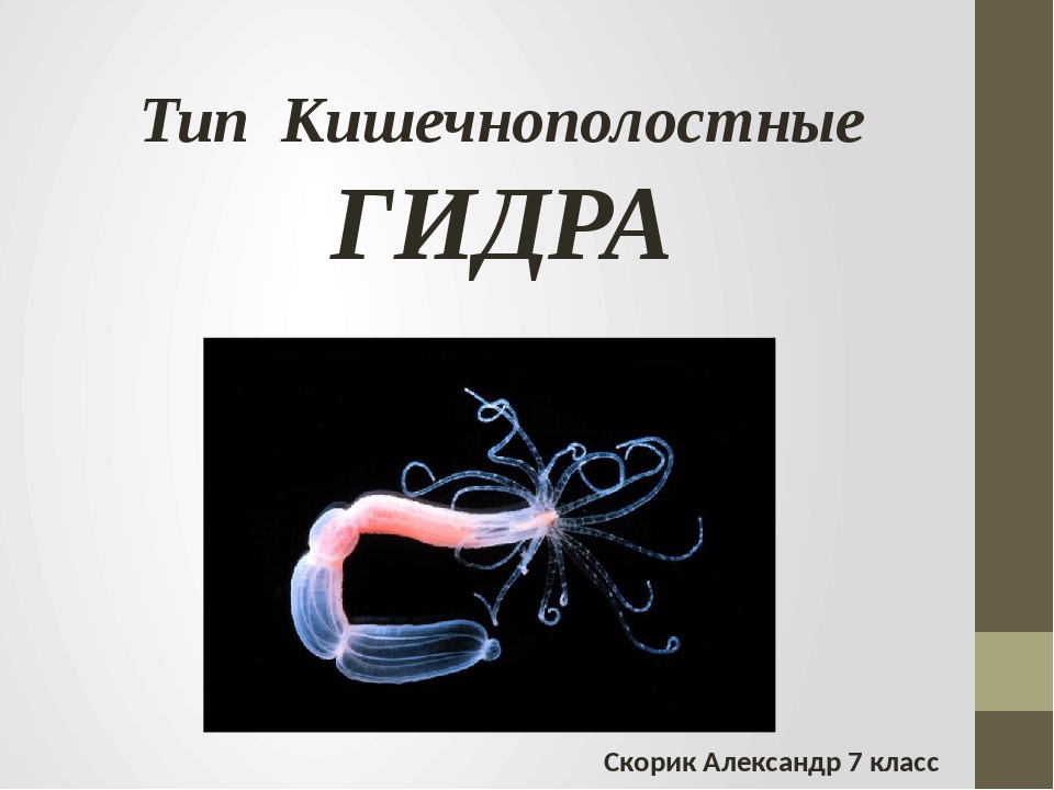 Кракен онион тор